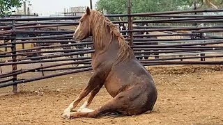 The Funniest Horses Video 🤣 Best Compilation [upl. by Arlene]