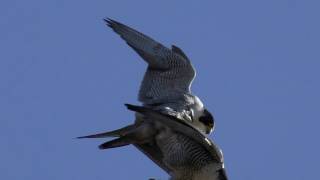 PEREGRINE FALCON Double COPULATION 💗 Bird of Prey Mating  Falco peregrinus [upl. by Hnoj]