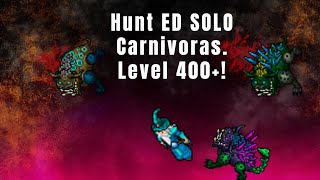 Tibia  Hunt ED SOLO Carnivoras Bora farmar Profit bom pra mage lvl 400 e equips medianos [upl. by Yerhpmuh]