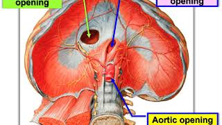 Anatomy  diaphragm  respiratory movement [upl. by Ahsieym]