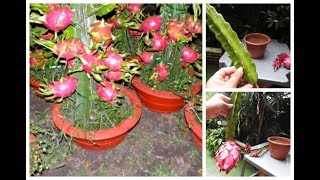 👉 COMO PLANTAR PITAYA NO VASO PARA PRODUZIR EM POUCO MESES 🌳👍😘 [upl. by Sanborne]