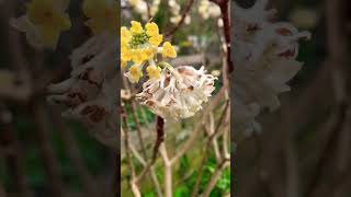 Edgeworthia Chrysantha Grandiflora  Paper Bush Plant [upl. by Adliwa630]