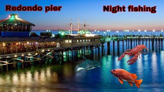 Redondo Beach pier night fishing  Stingrays lobsters giants [upl. by Sprung790]