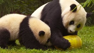 Wild Inside the National Zoo Pandamonium [upl. by Hermione]