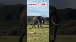 Wild Elephants Up Close Amazing South African Safari [upl. by Lashonde]