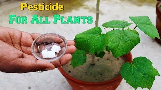 How to Make Organic Pesticide In Your Plants  Camphor [upl. by Ailahk]