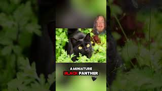 Bombay Cat Weird Wildlife youtubeshorts [upl. by Fachan]