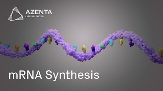 Custom mRNA Production via Gene Synthesis and In Vitro Transcription [upl. by Irej888]