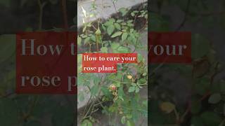 How to care your rose plants fertilizer result plant fertilizers details in descriptionviralshort [upl. by Miriam]