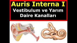 Auris Interna I Vestibulum ve Yarım Daire Kanalları [upl. by Ovatsug]