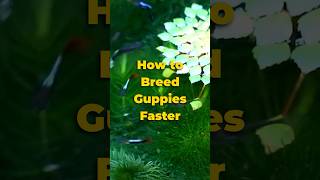 How to Breed Guppies Faster 🐠 shorts guppy [upl. by Nawor]