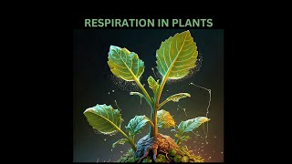 Respiration in plants [upl. by Adnauqal]