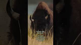 Bisontes americanos de millones a 350000 ejemplares especies sabiasque biologia [upl. by Nolla]