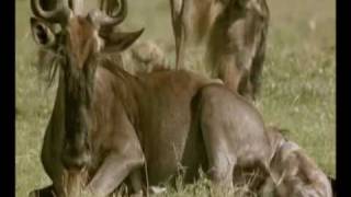 LA FORZA DI GAIA NEL PARCO SERENGETI IN TANZANIA 18 [upl. by Ecar]