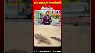 125 మొసళ్ళకు కరెంట్ షాక్ రేపటికోసం  1tvnews  ytshorts ytstudio  ytshortsviral  crocodiles [upl. by Linell]