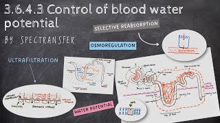 EASY REVISION AQA ALevel Biology 3643 Control of Blood Water Potential [upl. by Lavoie]