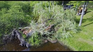 Cleaning up a Willow tree [upl. by Esiom]