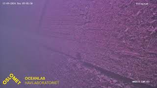 Live streaming OsloMet Oceanlab ANERIS low cost underwater camera observatory  Filipstad [upl. by Korfonta864]