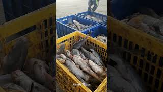 Fresh Salt Water Catfish from Fishermens Boat  Seafood Market Deal [upl. by Geminian]