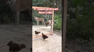 Penasaran Melihat Ayam berantemmalah ikutan 🤭🤣🤣 shortvideo funny feedvidio feed tertawa memes [upl. by Neelrac]