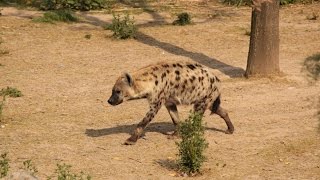 Gevlekte hyenas  Hyènes tachetée  Spotted hyenas  Pairi Daiza [upl. by Aeuhsoj]