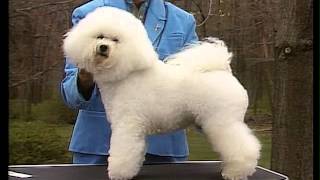 Bichon Frise  AKC Dog Breed Serie [upl. by Selohcin]