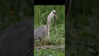 Bird vs Snake bird snake snakevideo viral shorts [upl. by Caasi]