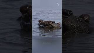 Massive Crocodile Ambushes Baby Buffalo While Herd Watches [upl. by Rattray233]