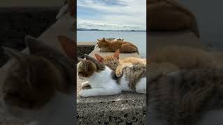 Cute Cats amp Funny Cats 💟💞cats shorts viral pets1 [upl. by Kramnhoj28]