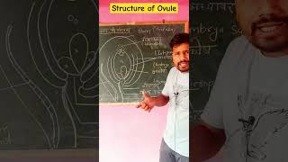 🌾🍁🍁🌾🥀🌼🍄🌸Structure Of Ovules🌼🌼🌸🌸 एकदम आसान भाषा में [upl. by Hackney]