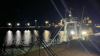 🛑 Sea Fishing in Holyhead Harbour 🦈 [upl. by Eelarol]