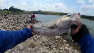 Pesca de striped bass en Denison dam texoma [upl. by Emily]