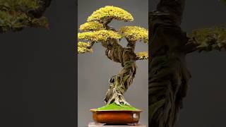 Beautiful Bonsai Works🌳🌲💥491shorts shortsvideo beautifulbonsai art khuebonsai🥰❤️ [upl. by Tterrag]