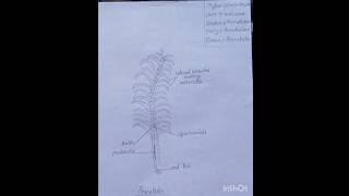 Pennatula diagramSea Penbsc  phylum coelenterta zoology practicalviralshorts [upl. by Dermott]