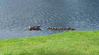 Muscovy Duck Slips In Pond amp 12 Ducklings Swim in Line Landscapers Clean Up After Hurricane Milton [upl. by Lenuahs]