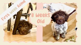 Lagotto puppys first week home 8 weeks old [upl. by Nameloc]