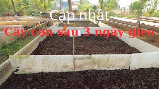 Cập nhật vạn thọ sau 3 ngày gieo amp Vài Điều chia sẻ  Trồng Hoa Tết 2025 [upl. by Sotsirhc437]