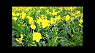 Best Perennials Hemerocallis Happy Returns Daylily [upl. by Aloke]