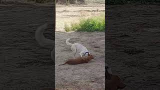 Dogs fighting doglover dwtfighting dogsofinstagram [upl. by Gytle822]