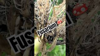 DETECCION DE FUSARIUM EN MAIZ 🌽 agriculture [upl. by Anoblav]