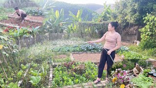 Growing more green vegetables pickling green cabbage cooking family meals rural life [upl. by Aracaj]