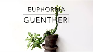 EUPHORBIA GUENTHERI Short Video Overview [upl. by Martainn562]