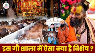 Why this Gaushala is Special A MustWatch Video for Cow Lovers [upl. by Akenat212]