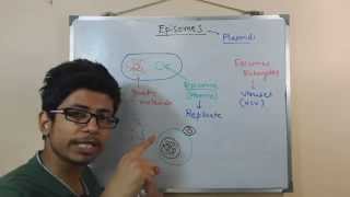 Episome  genomic DNA and plasmid in conjugation [upl. by Ira778]