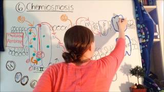 Photosynthesis AP Biology [upl. by Owens417]