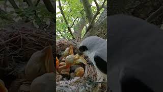 Feeding Fumble Baby Shrikes vs Oversized Insects shorts [upl. by Brott561]