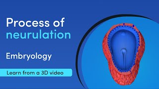 What are the steps in embryology neurulation  Medimagic  Best App for Medical Student [upl. by Beret228]