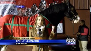 WTVA meets famous Budweiser Clydesdale  Part 1 [upl. by Ynots]