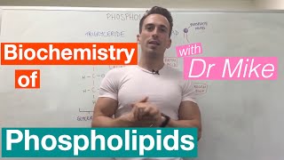 Phospholipids  Biochemistry [upl. by Boswall]