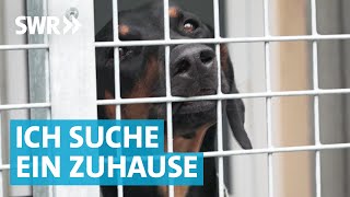 Liebe gesucht Die große Tierheim Doku aus Esslingen [upl. by Isnan]